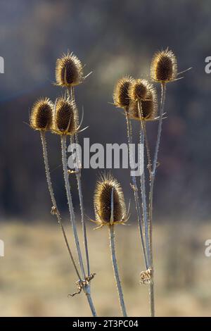 Teasel Dipsacus fullonum vor einem grünen, verschwommenen Hintergrund, Dipsacus Fullonum - eine robuste Zweijahrespflanze. Die Pflanzen haben Stiele, stachelig, klebrig Stockfoto