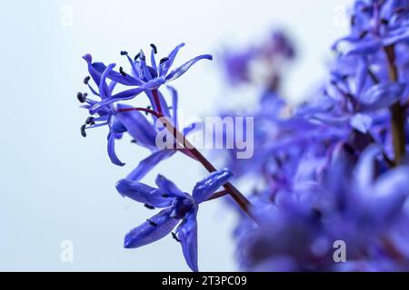 Wunderschöne blaue Blumen Schneeflocken Scilla bifolia Alpine Squill, zweiblättriger Squill auf weißem Hintergrund mit Platz für Text. Frühlingsdekoration. Stockfoto