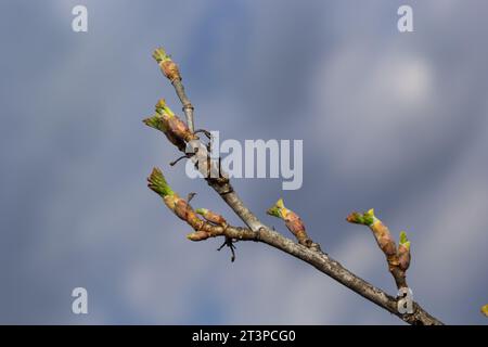 Knospen auf einem Ast im Frühjahrsmakro. Frühling, ein Zweig auf einem unscharfen Hintergrund. Das erste Frühlingsgrün. Stockfoto