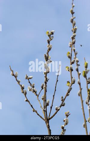 Willow Salix Caprea Zweig mit Mänteln, flauschige Weidenblumen. Ostern. Palmsonntag. Ziege Willow Salix caprea im Park, Willow Salix caprea verzweigt sich mit Stockfoto