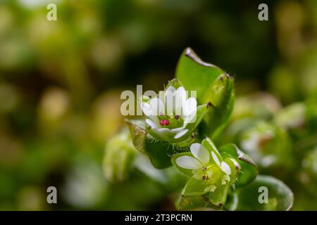 Im Frühling wachsen die Medien in Stellaria in freier Wildbahn. Eine krautige Pflanze, die im Garten oft als Unkraut wächst. Kleine weiße Blüten auf fleischigen grünen Stämmen. Stockfoto