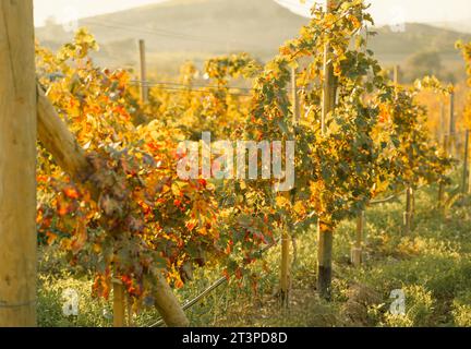 Rebreihen in großen Weinbergen am Berghang in Frankreich, Italien. Rotweinproduktion, Weißwein, Rotweinproduktion auf einem Bauernhof, einem alten Weingut. Weinrebe über die Natur Stockfoto