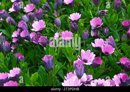 Nahaufnahme einer Gruppe violetter Gänseblümchen. Stockfoto