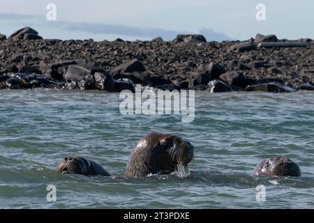 Walrosse (Odobenus rosmarus), Edgeoya, Svalbard-Inseln, Norwegen. Stockfoto