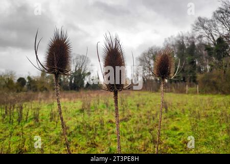 Nahaufnahme von 3 Dipsacus auf einer Weide. Es handelt sich um eine Gattung der blühenden Pflanze aus der Familie Caprifoliaceae. Die Mitglieder dieser Gattung sind bekannt als Teasel, Tee Stockfoto