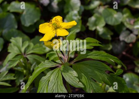 Anemone ranunculoides, gelbe Anemone, gelbe Holzanemone oder Buttercup-Anemone. Stockfoto