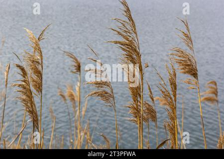 Seeschildkröte Phragmites australis. Dickicht aus flauschigen trockenen Stämmen von gemeinem Schilf vor dem Hintergrund des Seewassers. Naturkonzept für Desig aus nächster Nähe Stockfoto