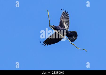 Der Turm (Corvus frugilegus) fliegt im Frühjahr zum Nest mit großem Zweig/Zweig als Nestmaterial im Schnabel Stockfoto