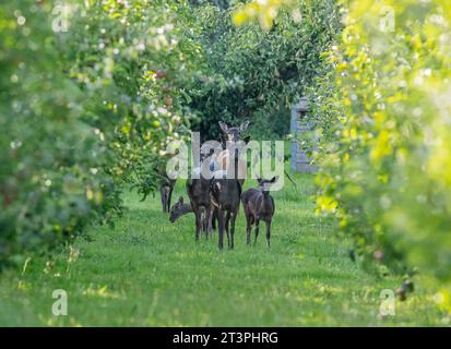 Eine gemischte Gruppe von Damhirschen (Dama dama) in einem Obstgarten. Zeigt verschiedene Größen, Alters und Farben an. Suffolk. UK Stockfoto