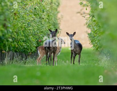 Eine gemischte Gruppe von drei Damhirschen (Dama dama) in einem Obstgarten. Zeigt verschiedene Größen, Alters und Farben an. Suffolk. UK Stockfoto