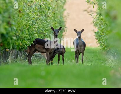 Eine gemischte Gruppe von Damhirschen (Dama dama) in einem Obstgarten. Zeigt verschiedene Größen, Alters und Farben an. Suffolk. UK Stockfoto