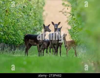 Eine gemischte Gruppe von Damhirschen (Dama dama) in einem Obstgarten. Zeigt verschiedene Größen, Alters und Farben an. Suffolk. UK Stockfoto