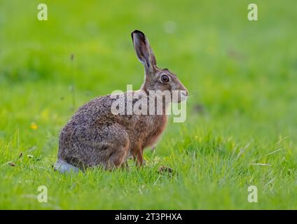 Ein schüchterner Brauner Hase ( Lepus europaeus ) aufmerksam beobachtet , bereit auf einer grasbewachsenen Wiese zu laufen . Suffolk, Großbritannien. Stockfoto