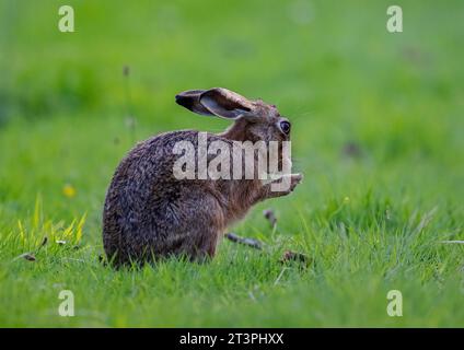 Ein brauner Haie, der aufsitzt, sein Gesicht wascht oder sich mit seinen Pfoten einen Wunsch macht. Eine niedliche Aufnahme eines schüchternen wilden Tieres. Suffolk, Großbritannien Stockfoto