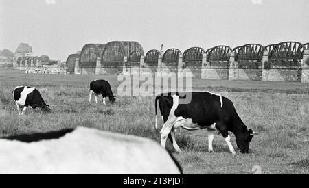 Archivfoto aus dem Juli 1978 von der Dömitzer Eisenbahnbrücke. Die schnelle einen Kilometer lange Elbquerung wurde 1870 - 1873 gebaut, war Teil der West-Ost-Bahnstrecke Lüneburg - Wittenberge und wurde 1945 durch einen Luftangriff teilweise zerstört. Wegen der deutschen Teilung lag sie fortan im Grenzgebiet und wurde nicht instandgesetzt. Wegen Einsturzgefahr wurden drei Brückenteile 1978 abgebaut und mit Pontons abtransportiert, wobei zahlreiche Schaulustige zusahen. *** Archivfoto vom Juli 1978 der Dömitzer Eisenbahnbrücke der knapp einen Kilometer lange Elbübergang wurde 1870 in 1 gebaut Stockfoto