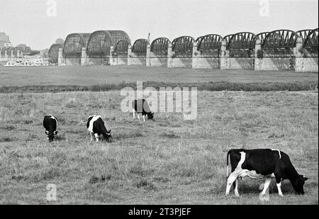 Archivfoto aus dem Juli 1978 von der Dömitzer Eisenbahnbrücke. Die schnelle einen Kilometer lange Elbquerung wurde 1870 - 1873 gebaut, war Teil der West-Ost-Bahnstrecke Lüneburg - Wittenberge und wurde 1945 durch einen Luftangriff teilweise zerstört. Wegen der deutschen Teilung lag sie fortan im Grenzgebiet und wurde nicht instandgesetzt. Wegen Einsturzgefahr wurden drei Brückenteile 1978 abgebaut und mit Pontons abtransportiert, wobei zahlreiche Schaulustige zusahen. *** Archivfoto vom Juli 1978 der Dömitzer Eisenbahnbrücke der knapp einen Kilometer lange Elbübergang wurde 1870 in 1 gebaut Stockfoto