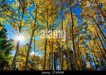 Die Sonne scheint durch den Herbst Aspens und zeigt goldene Blätter. Hart Prairie Loop Trail, Flagstaff, Arizona Stockfoto