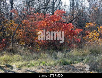 Pfad im Wald an einem herbstlichen Oktobertag. Das Mädchen geht mit den Hunden. Schöne helle Farben des Herbstes. Selektiver Fokus Stockfoto