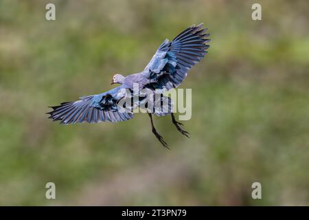 Ein lila Sumpf im Flug über einem feuchten Land Stockfoto