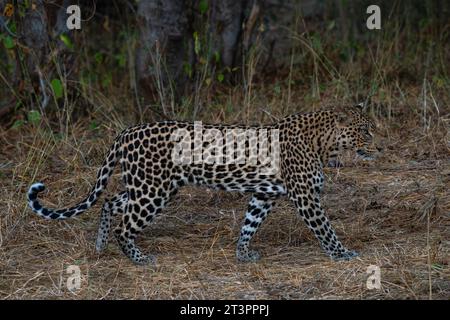 Leopard (Panthera pardus), Mashatu Game Reserve, Botswana. Stockfoto