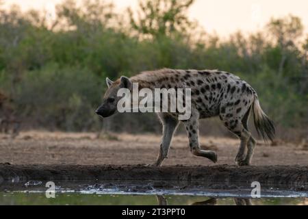 Gefleckte Hyäne (Crocuta crocuta) im Wasserloch, Mashatu Game Reserve, Botswana. Stockfoto