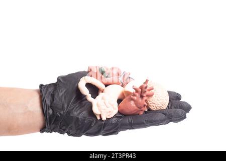 Hand im Operationshandschuh mit Miniatur-anatomischen Modellen menschlicher Organe. Organspendekonzept. Stockfoto