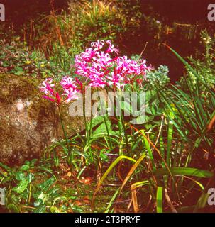 Nerine bowdenii FENWICK-SORTE, gebräuchlicher Name Bowden Lilie, blühend in einem Garten Stockfoto