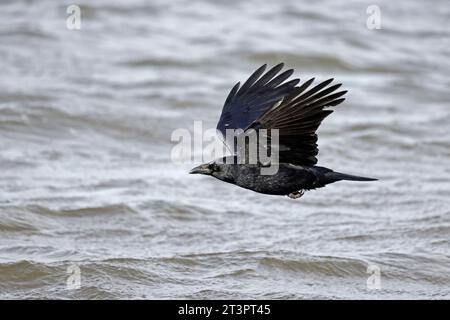 Aas-Krähe fliegt über das Meer in Aberlady Bay East Lothian Schottland Stockfoto