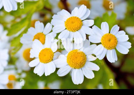 Fieber (tanacetum parthenium), Nahaufnahme, die eine Ansammlung der kleinen Gänseblümchen-ähnlichen Blüten der gewöhnlichen Pflanze von Straßenrändern und Abfällen zeigt. Stockfoto