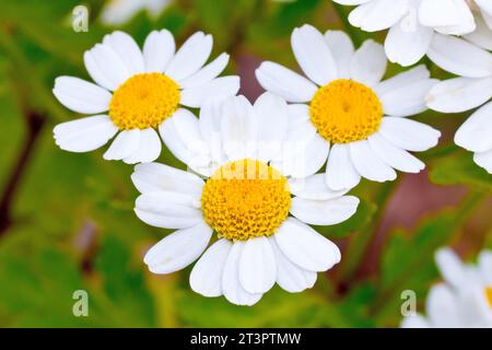 Fieber (tanacetum parthenium), Nahaufnahme, die eine Ansammlung der kleinen Gänseblümchen-ähnlichen Blüten der gewöhnlichen Pflanze von Straßenrändern und Abfällen zeigt. Stockfoto