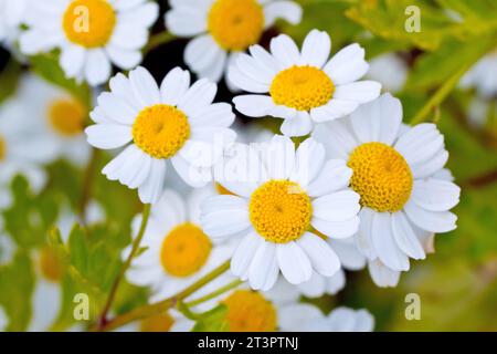 Fieber (tanacetum parthenium), Nahaufnahme, die eine Ansammlung der kleinen Gänseblümchen-ähnlichen Blüten der gewöhnlichen Pflanze von Straßenrändern und Abfällen zeigt. Stockfoto