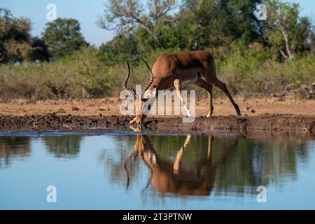 Impala (Aepyceros melampus) trinkt im Wasserloch, Mashatu Game Reserve, Botswana. Stockfoto