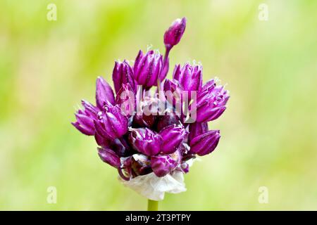 Nahaufnahme einer Art von allium, möglicherweise Feldknoblauch (allium oleraceum), die die violetten Blüten zeigt, die sich öffnen. Stockfoto