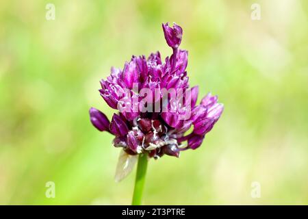 Nahaufnahme einer Art von allium, möglicherweise Feldknoblauch (allium oleraceum), die die violetten Blüten zeigt, die sich öffnen. Stockfoto