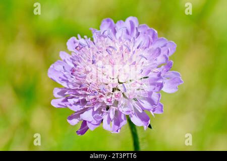 Feldrose (knautia arvensis), Nahaufnahme eines einzelnen isolierten Blumenkopfes, der die Masse der Fliederblüten zeigt. Stockfoto