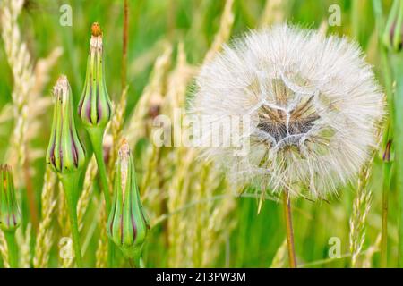 Ziegenbart oder Ziegenbart (tragopogon pratensis), Nahaufnahme mit Fokus auf einen einzelnen großen Samenkopf der Pflanze mit einigen ungeöffneten Samenkörnern. Stockfoto