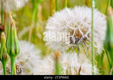 Ziegenbart oder Ziegenbart (tragopogon pratensis), Nahaufnahme mit Blick auf einen einzelnen großen Samenkopf der Pflanze. Stockfoto