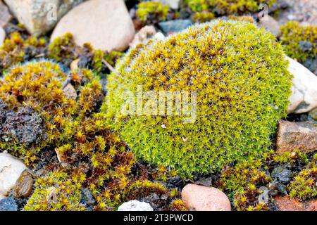 Nahaufnahme eines moosbedeckten Kiesels auf einem feuchten Abschnitt eines Kiesweges, höchstwahrscheinlich ein Schneckenmoos, möglicherweise großes Haariges Schneckenmoos (Syntrichia ruralis). Stockfoto