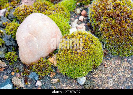 Nahaufnahme eines moosbedeckten Kiesels auf einem feuchten Abschnitt eines Kiesweges, höchstwahrscheinlich ein Schneckenmoos, möglicherweise großes Haariges Schneckenmoos (Syntrichia ruralis). Stockfoto