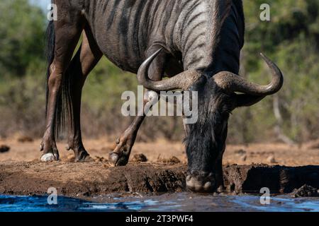 Mashatu Game Reserve, Botswana. Stockfoto