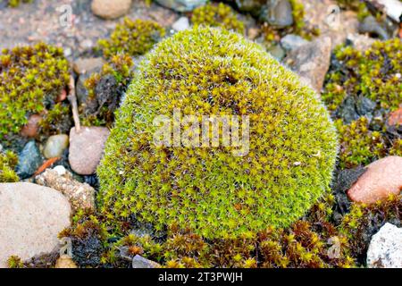 Nahaufnahme eines moosbedeckten Kiesels auf einem feuchten Abschnitt eines Kiesweges, höchstwahrscheinlich ein Schneckenmoos, möglicherweise großes Haariges Schneckenmoos (Syntrichia ruralis). Stockfoto