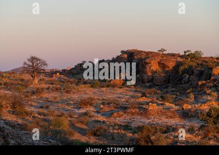 Mashatu Game Reserve, Botswana. Stockfoto