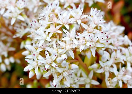 White Stonecrop (Sedumalbum), Nahaufnahme mit den weißen Blüten des niedrig wachsenden Sukkulenten, isoliert von einem unscharfen Hintergrund. Stockfoto