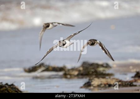 Drei Ruddy Turnstones fliegen über den Strand in Aberlady Bay East Lothian Scotland Stockfoto