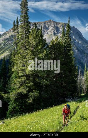 WY05367-00...WYOMING - Wandern Sie durch Wiesen auf dem Weg zum Procupine Pass in der Bridger Wilderness in der Wind River Range. Stockfoto