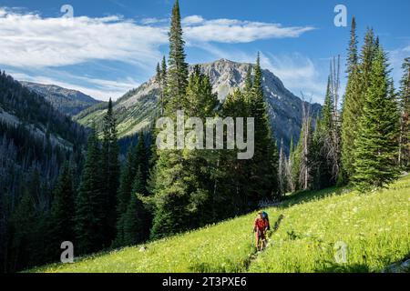 WY05368-00...WYOMING - Wandern Sie durch Wiesen auf dem Weg zum Procupine Pass in der Bridger Wilderness in der Wind River Range. Stockfoto