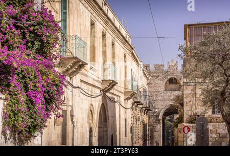 Die wunderschönen lila Blumen an der Wand des orthodoxen Klosters St. Anne (Geburtsort der Jungfrau Maria) in der Nähe des Löwenttors in der Altstadt von Jerusale Stockfoto