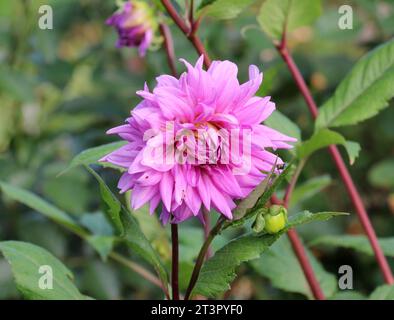Gartendahlien (Dahlia pinnata) blühen im Blumengarten am Ende des Sommers Stockfoto