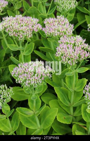 Im Sommer wächst Sedum Maximum im Garten Stockfoto