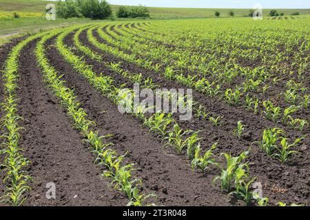 Auf dem Feld des Landwirts gibt es Reihen junger Maiskeimlinge. Stockfoto